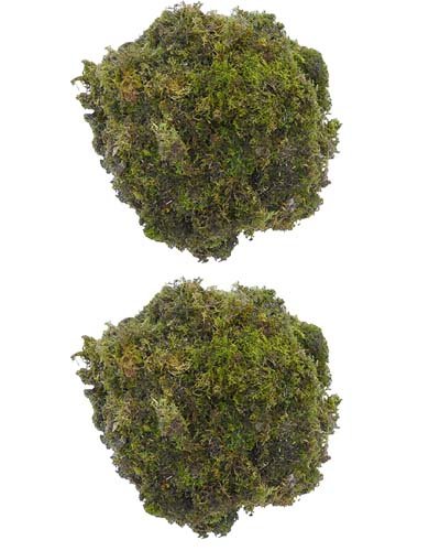DR ARYA Natural Dried Moss Grass Preserved for Pots with The Nice Green  Appearance for Home and Garden - 2 KG